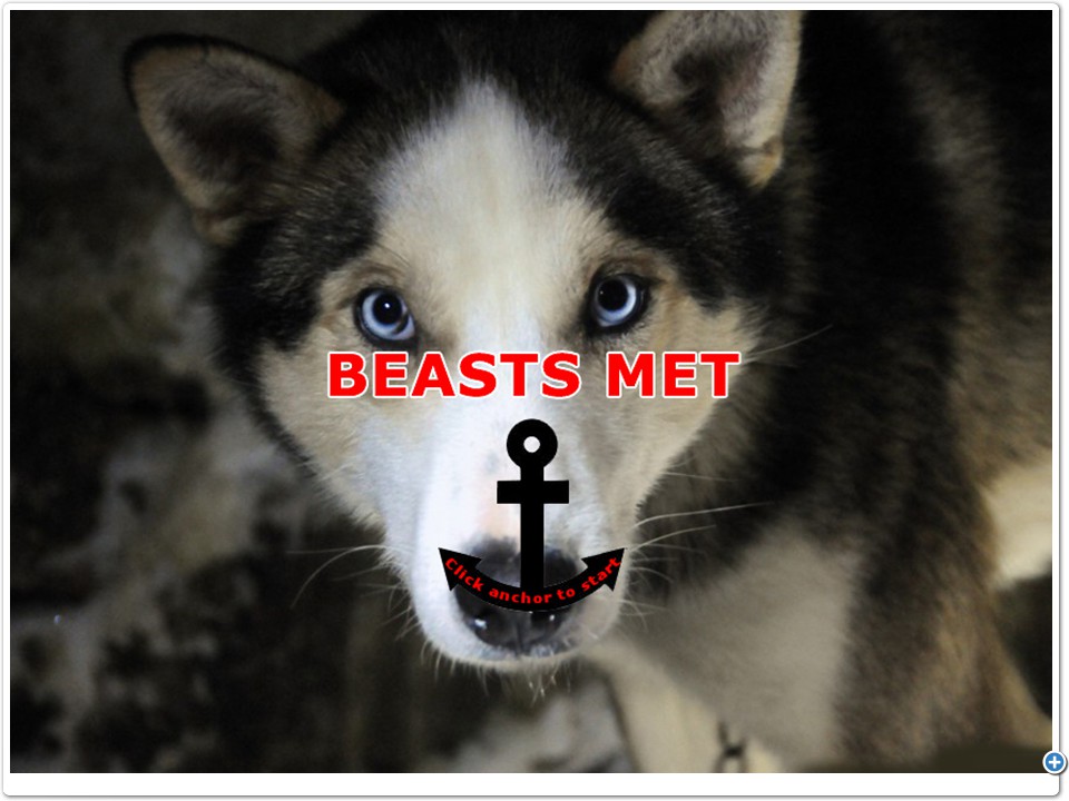Beasts Met - Husky - Arctic Circle